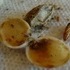 Insect in a Pistachio.